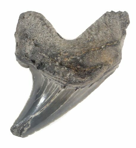 Rare Fossil Parotodus Benedini Tooth - #40041